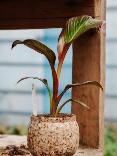 Bordo banana stablo Ensete Ventricosum Maurelli