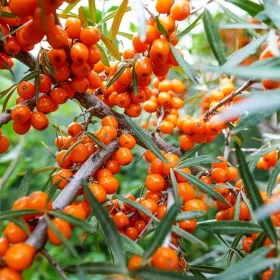    Samooplodna krkavina FRISDORFER NARANČASTA vitaminska bomba VELIKA SJETVA unikat