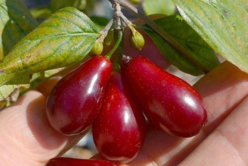 Deren jadalni Bolestraszycki, jestivo, grmasto, poljski | Dereń jadalny Bolestraszycki szczepiony je biljka uzgojena u Arboretumu Bolestraszyce i među poljskim sortama ovog drveta, karakterizira ga ta