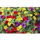 Paket Visećih Surfinija 4x Surfinija Petunija Calibrachoa Million Bells