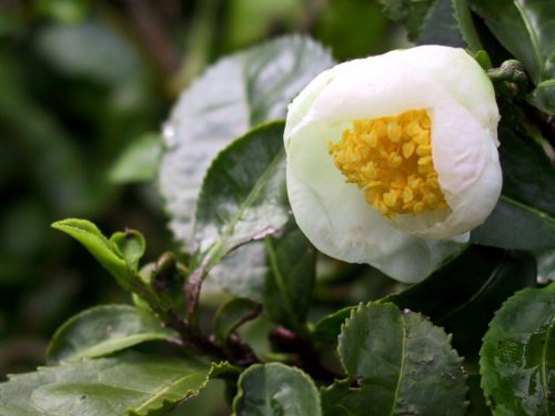 Herbata Chińska Camellia Sinensis