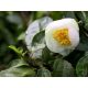 Herbata Chińska Camellia Sinensis