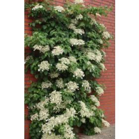 Hortenzije, sadnice u posudi do 0,5l, 30-50 cm