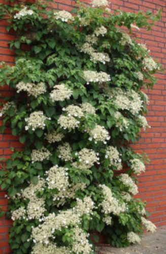 Hortenzije, sadnice u posudi do 0,5l, 30-50 cm