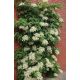 Hortenzije, sadnice u posudi do 0,5l, 30-50 cm