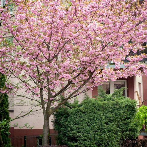 Kanzan japanska trešnja, otporna na mraz, sa mirisnim cvjetovima