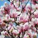 Magnolija 'Alexandrina' u posudi od 3-5 litara, visine 60-80 cm