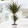 Dracaena Marginata Magenta | Dracena Marginata Magenta je jedna od najpopularnijih biljaka, vrlo jednostavna za uzgoj, a njen zanimljiv i moderan izgled je pogodan kako za moderne unutrašnjosti, ureds