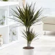 Dracaena Marginata Magenta | Dracena Marginata Magenta je jedna od najpopularnijih biljaka, vrlo jednostavna za uzgoj, a njen zanimljiv i moderan izgled je pogodan kako za moderne unutrašnjosti, ureds