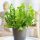 Crveni paprat Asplenium Nidus Crispy Wave u posudi od 0.5-1l