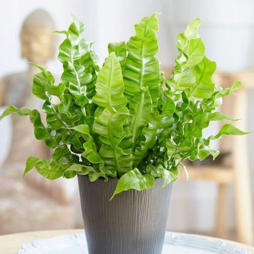 Crveni paprat Asplenium Nidus Crispy Wave u posudi od 0.5-1l