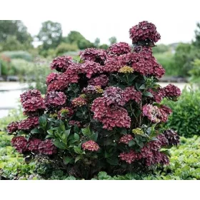 Hortenzija u posudi od 0,5-1l, 5-10 cm