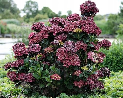 Hortenzija u posudi od 0,5-1l, 5-10 cm