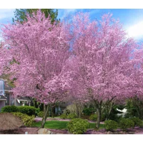   ljiva trešnja 'Pissardi' - Ukrasna šljiva Visoke Sjetnice Prunus cerasifera