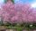 ljiva trešnja 'Pissardi' - Ukrasna šljiva Visoke Sjetnice Prunus cerasifera