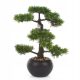  Cedar bonsai drvo 48 cm