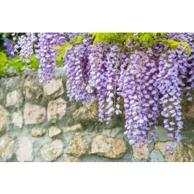   Glicinija MACROBOTRYS kineska glicinija PREKRASNA LAVANDA PUZAVAC VELIKA SJEDNICA