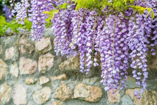 Glicinija MACROBOTRYS kineska glicinija PREKRASNA LAVANDA PUZAVAC VELIKA SJEDNICA