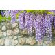 Glicinija MACROBOTRYS kineska glicinija PREKRASNA LAVANDA PUZAVAC VELIKA SJEDNICA
