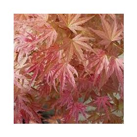   Crveni japanski palmin javor Acer palmatum Butterscotch, sadnica u posudi 0,5-1l, 15-30 cm