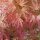 Crveni japanski palmin javor Acer palmatum Butterscotch, sadnica u posudi 0,5-1l, 15-30 cm