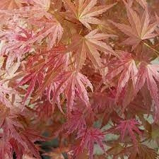 Crveni japanski palmin javor Acer palmatum Butterscotch, sadnica u posudi 0,5-1l, 15-30 cm