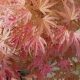 Crveni japanski palmin javor Acer palmatum Butterscotch, sadnica u posudi 0,5-1l, 15-30 cm