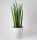 Sansevieria Cylindrica Raketa u posudi od 0,5-1l