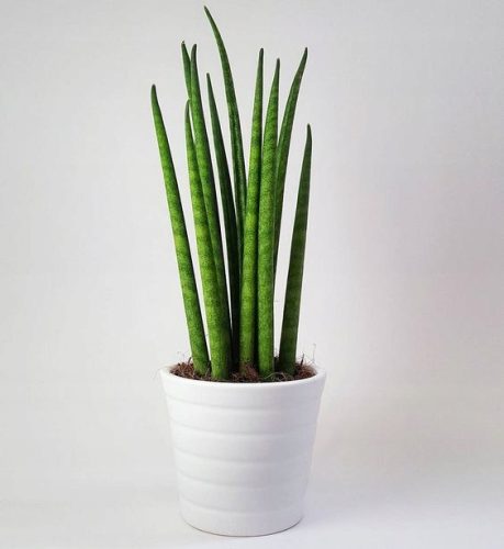 Sansevieria Cylindrica Raketa u posudi od 0,5-1l