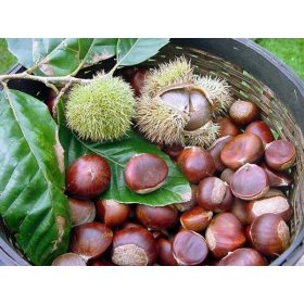  Kesten Snaga VITAMINA u vrtnom bademu