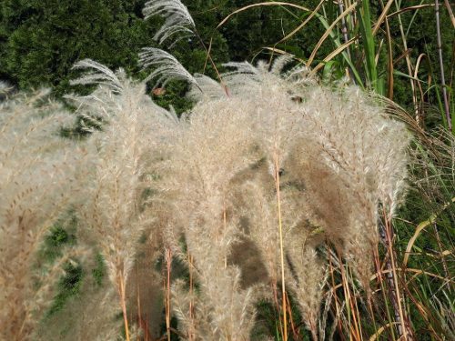 Zimska zamjena za pampas travu "Ballerina"