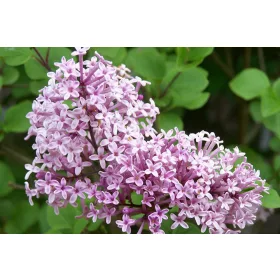 Jorgovani u posudi od 2-3l, 20-30 cm