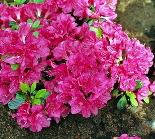Rododendroni i azaleje ljubičaste,šarene,roze sadnice u posudi