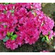 Rododendroni i azaleje ljubičaste,šarene,roze sadnice u posudi