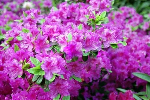 Azalea japanska 'Konigstein' ružičasta fenomenalna C