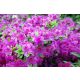 Azalea japanska 'Konigstein' ružičasta fenomenalna C