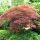 Klon Acer palmatum Brown Sugar u posudi od 0,5-1l, visine 15-30 cm