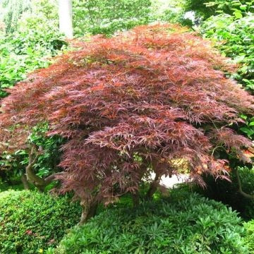 Klon Acer palmatum Brown Sugar u posudi od 0,5-1l, visine 15-30 cm