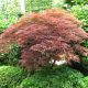 Klon Acer palmatum Brown Sugar u posudi od 0,5-1l, visine 15-30 cm