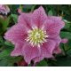  ISTOČNI HELLEBORE DOUBLE DARK PINK - sadnice u posudama