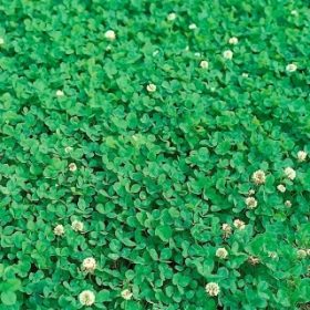  Abercrest sjemenke 500 g