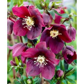    ISTOČNI HELLEBORE JEDNOCRVENO ZELENI CENTAR - sadnice u posudama