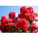 Crvena Lagerstroemia Crveni Imperator 20-40cm C1.5