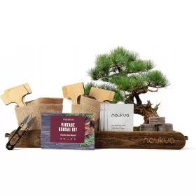    Bonsai drvo australski bor, šipak, plava jacaranda, norveška smreka 15 cm