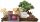  Bonsai drvo australski bor, šipak, plava jacaranda, norveška smreka 15 cm