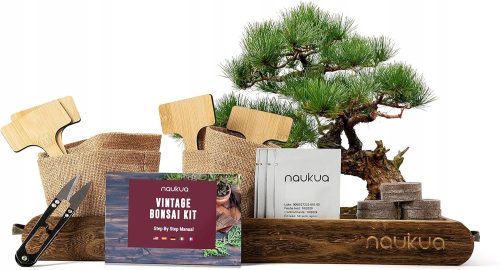  Bonsai drvo australski bor, šipak, plava jacaranda, norveška smreka 15 cm