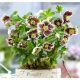  HELLEBORE EASTERN PRETTY ELLEN SPOTTED - sadnice u posudama