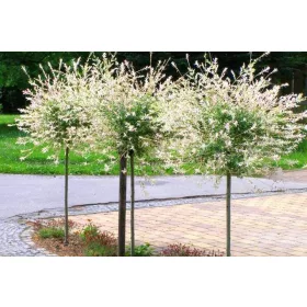   Wierzba Hakuro Nishiki u posudi od 2-3 litre, visoka 110-130 cm