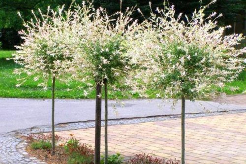 Wierzba Hakuro Nishiki u posudi od 2-3 litre, visoka 110-130 cm