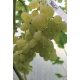  Kishmisz Baliet loza 40-60 cm